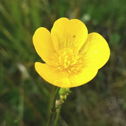 Annar í Hvítasunnu