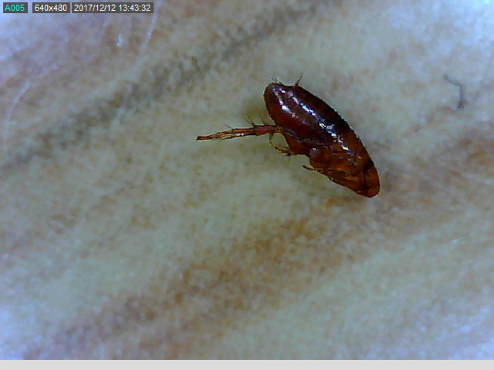 9. bekkingar skoða mús