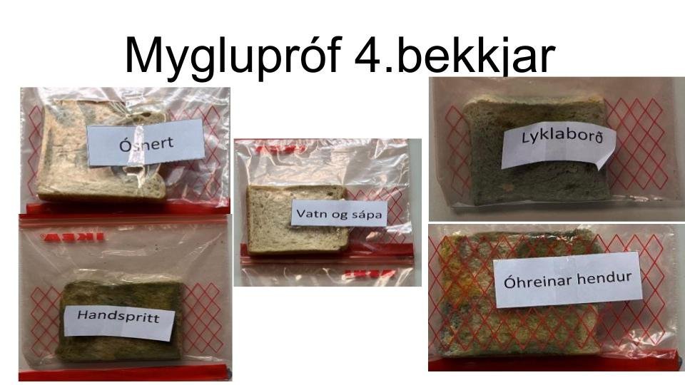 Myglukönnun 4. bekkjar við Eskifjarðarskóla