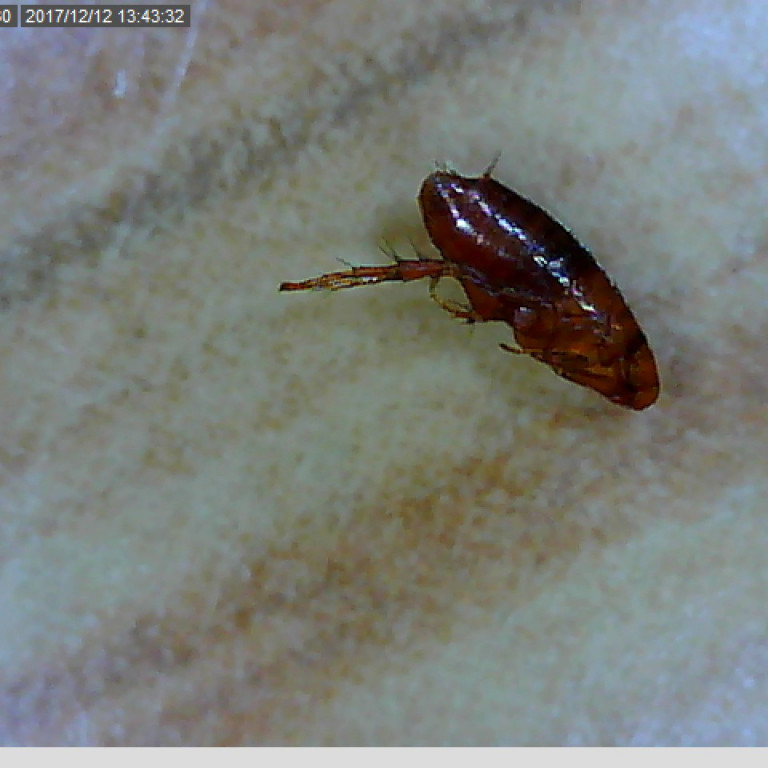 9. bekkingar skoða mús