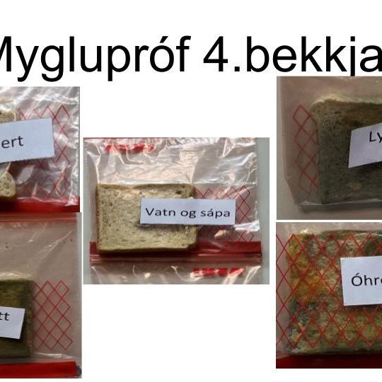 Myglukönnun 4. bekkjar við Eskifjarðarskóla